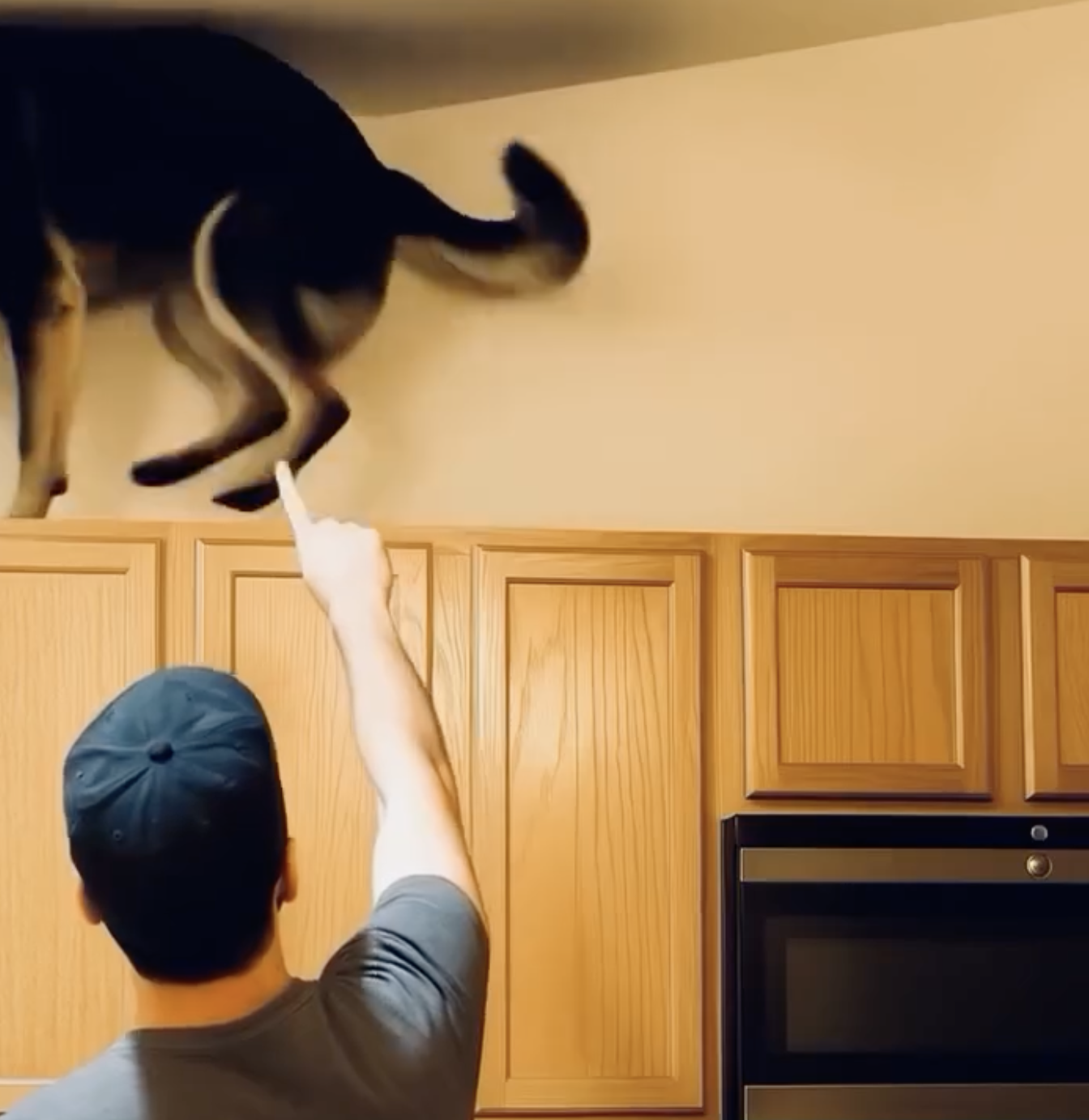 Lately, my dog kept climbing onto the top kitchen cabinets and growling loudly at first, I thought he’d gone mad, until I realized what he was barking at